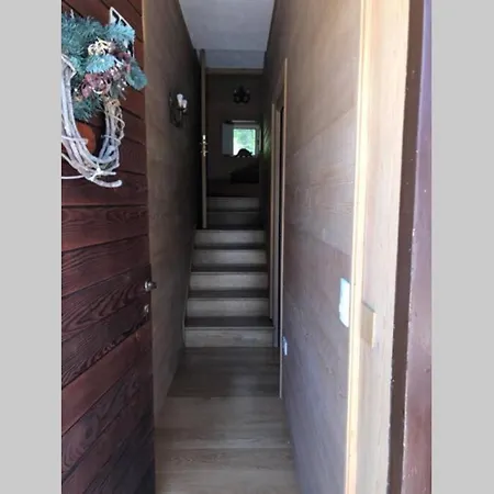 Nel Bosco Borca di Cadore