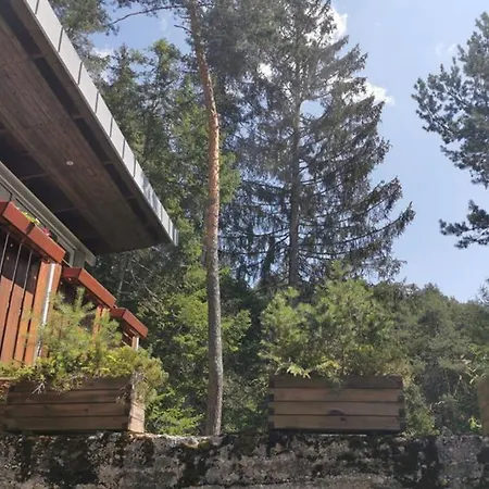 Nel Bosco Borca di Cadore