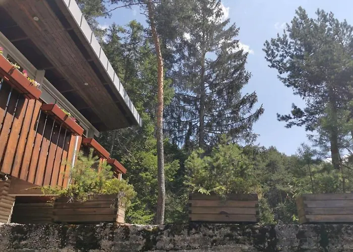 Nel Bosco Borca di Cadore